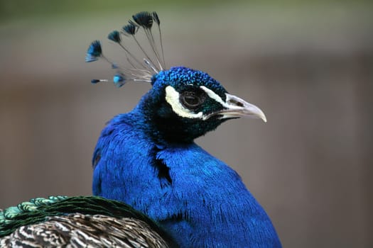Pavo cristatus