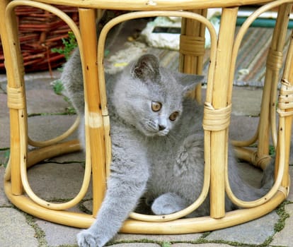 Leo playing