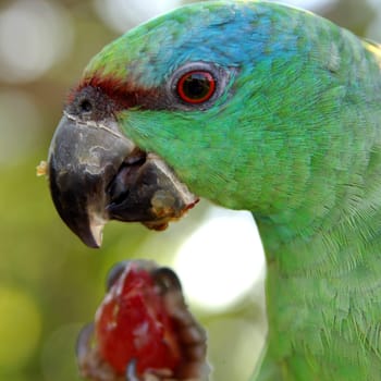 Blue-fronted amazon
