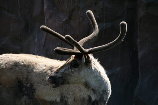 Reindeer