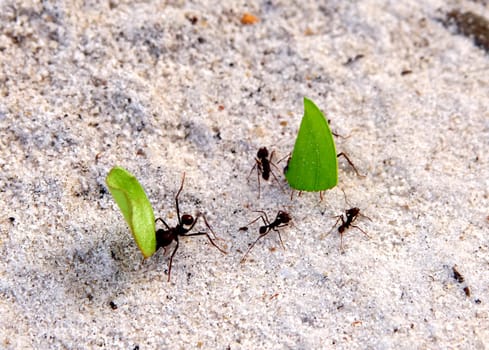 Leaf-cutting ants