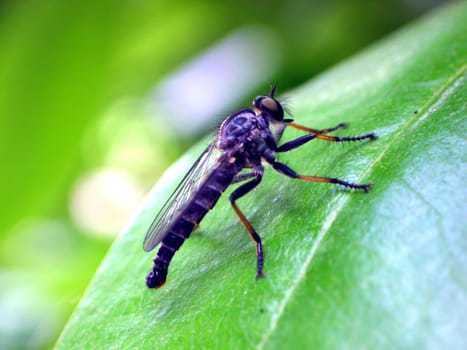 A larger species of predatory flies. These predatory animals sit,for example,on wooden butts in forest clearings and lie in wait for prey. These include other flies,grasshoppers,as well as smaller bees and wasps. The animals are pierced with the proboscis and cut out.