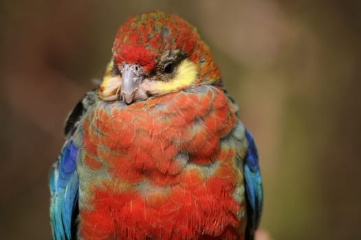 Platycercus eximius