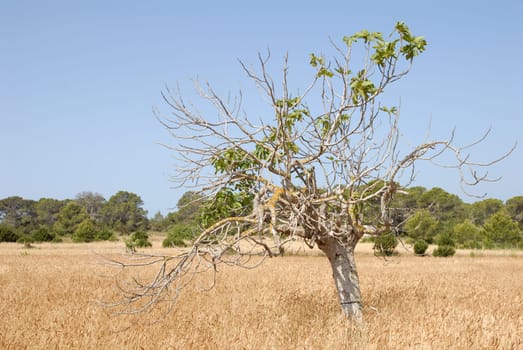 Landscape in Ibiza
