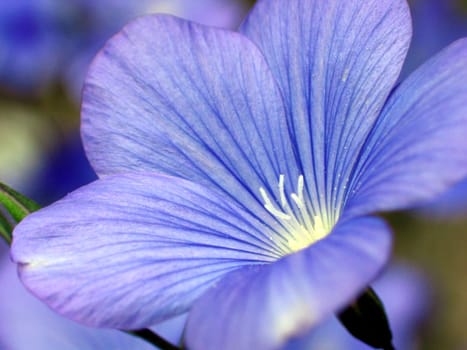 Linum narbonense