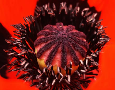 poppy-red inflorescence
