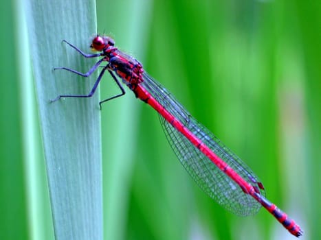 Large red damselfly