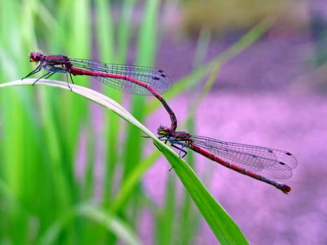 Early Adonis dragonflies