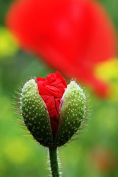 green-red awakening
