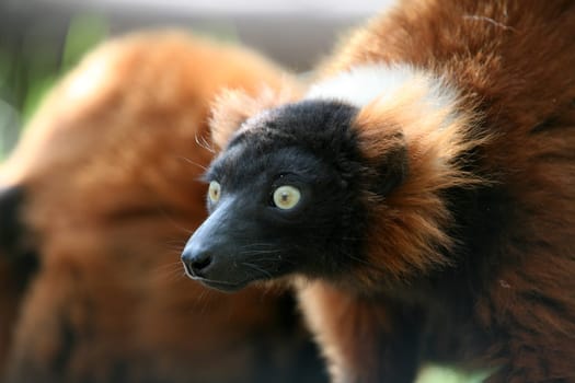 These rare lemurs are only found in Madagascar.