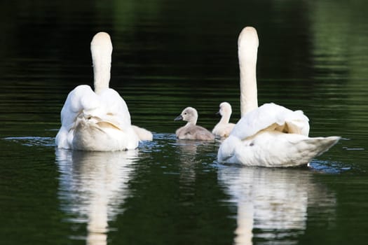May I introduce,the Schwan family