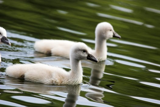 Swan babies