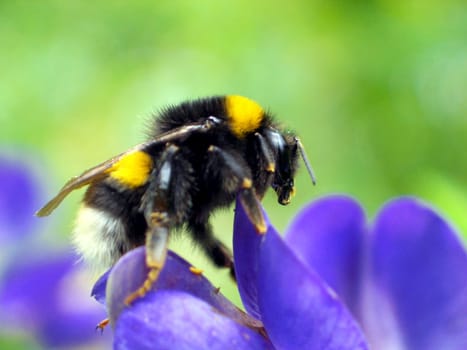 Dark bumblebee