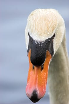 Papa Swan