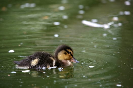 Duckling