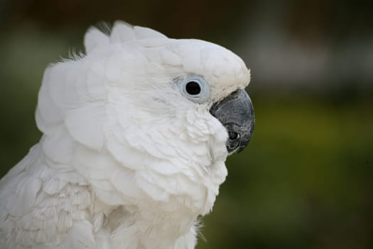 Yellow-crested cockatoo