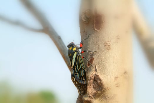 cicada