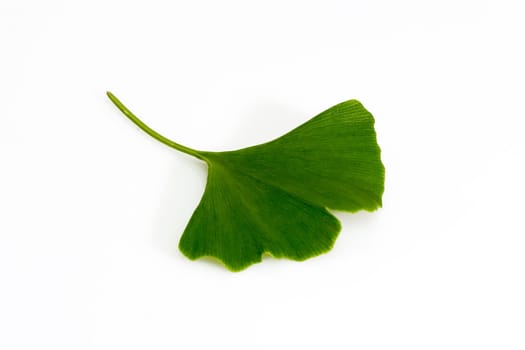 Gingko
