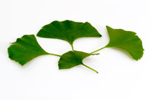 Gingko leaves