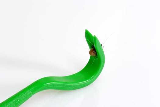 Parasite