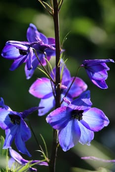 Larkspur