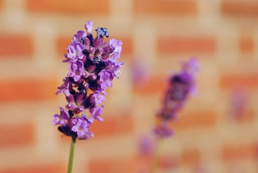 Lavender
