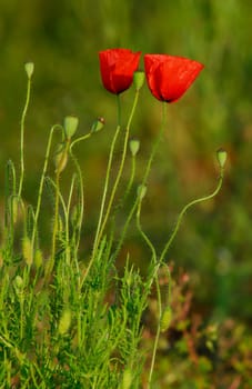 Corn poppy