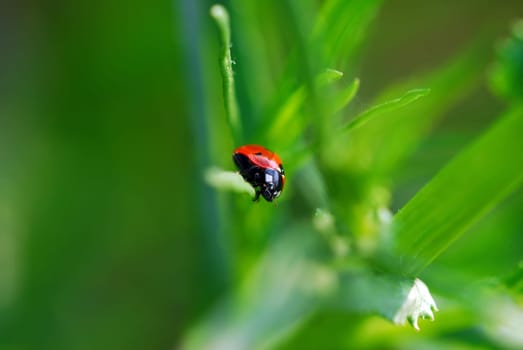 Ladybird