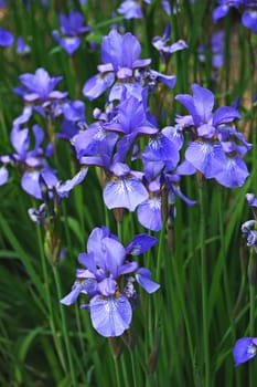 Meadow iris