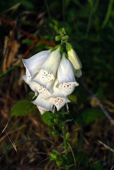 white foxglove in the morning light