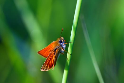Skipper