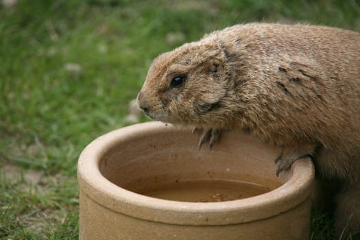Prairie dog at the water bowl