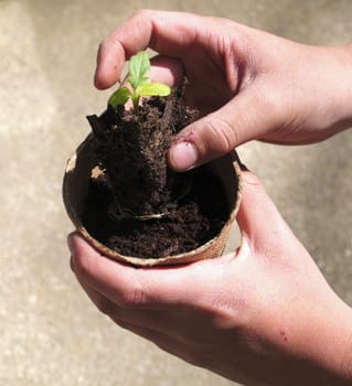 Planting plants