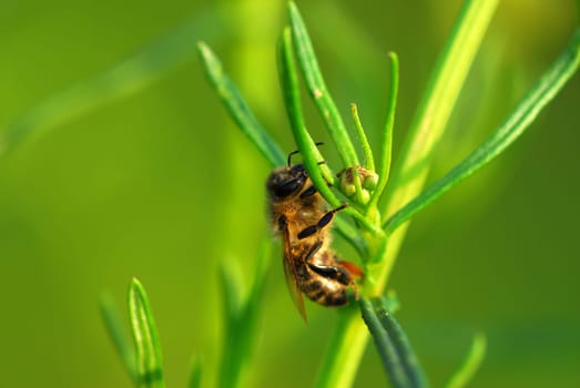 Bee in the morning