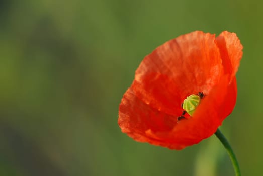 Poppy