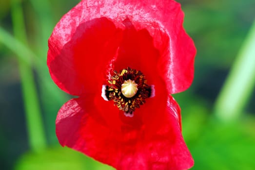 dark red