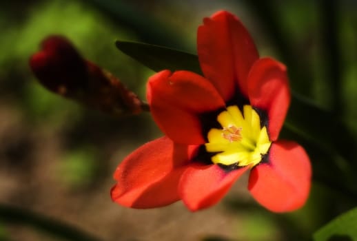 Fiore...