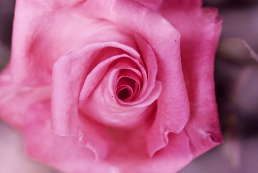 Rose..