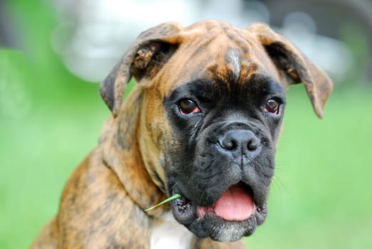 Boxer with blade of grass