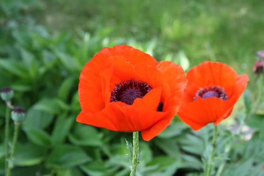Corn poppy