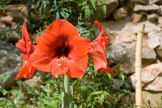 Giant hibiscus in Catalonia-Costa Brav