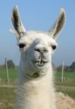 Lama