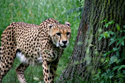 On the prowl