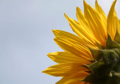 nature Sun