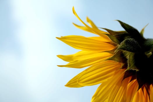 Nature Sunny