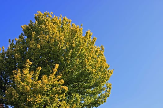 Golden elm