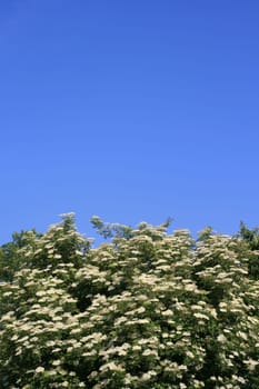 Elder