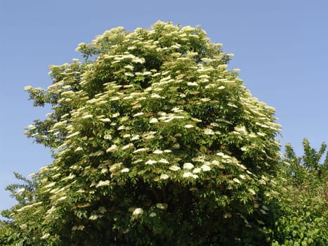 Elder