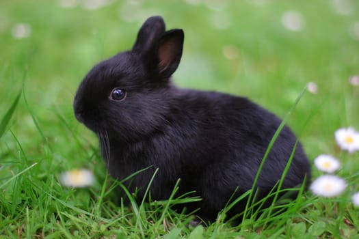 Blacky