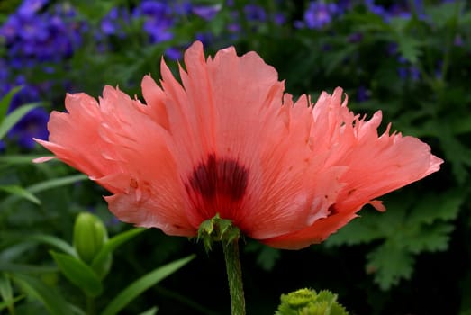 Feathered beauty